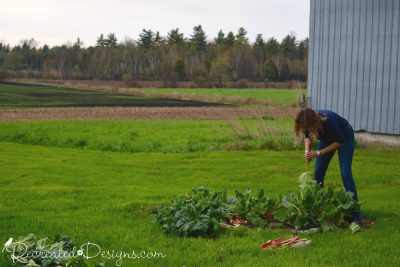 picking rhubard on the Orr homestead in Hemmingford, Quebec