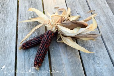 red and black Indian corn